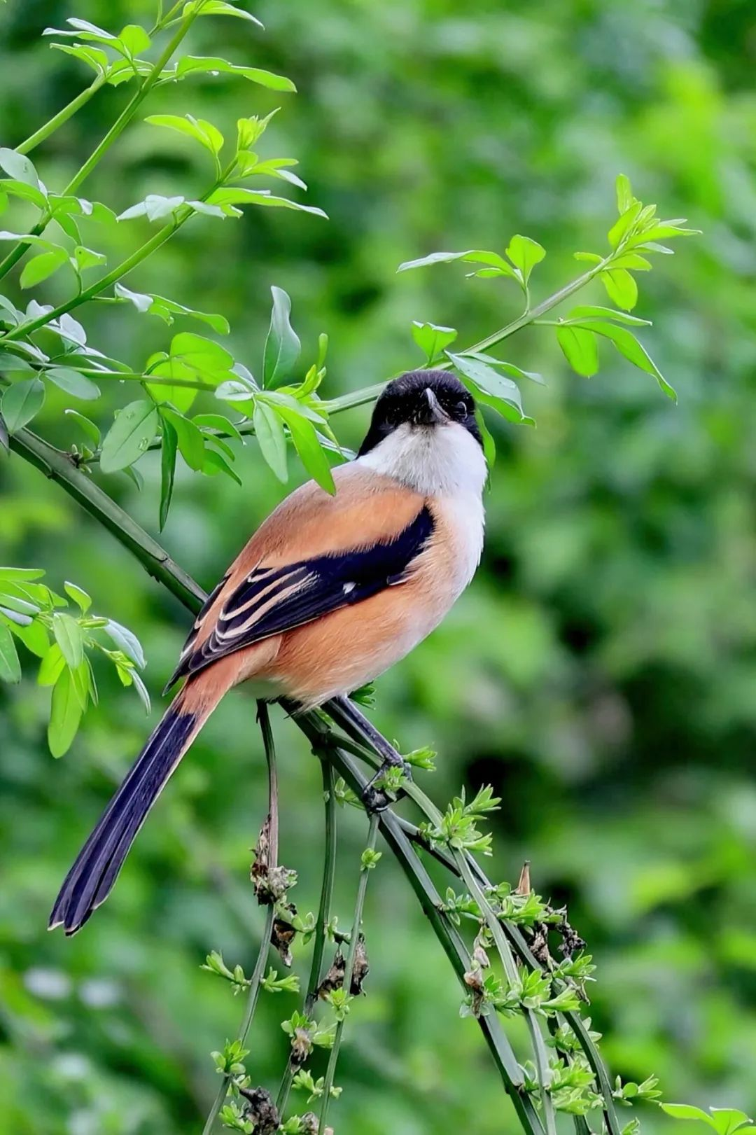 GM卡盟游戏辅助轮播图 2 - 绝地求生CFLOL等游戏辅助